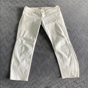 White Hollister Crops